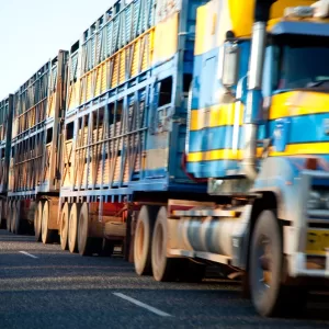 Large long Cattle Truck or Lorry driving on the road